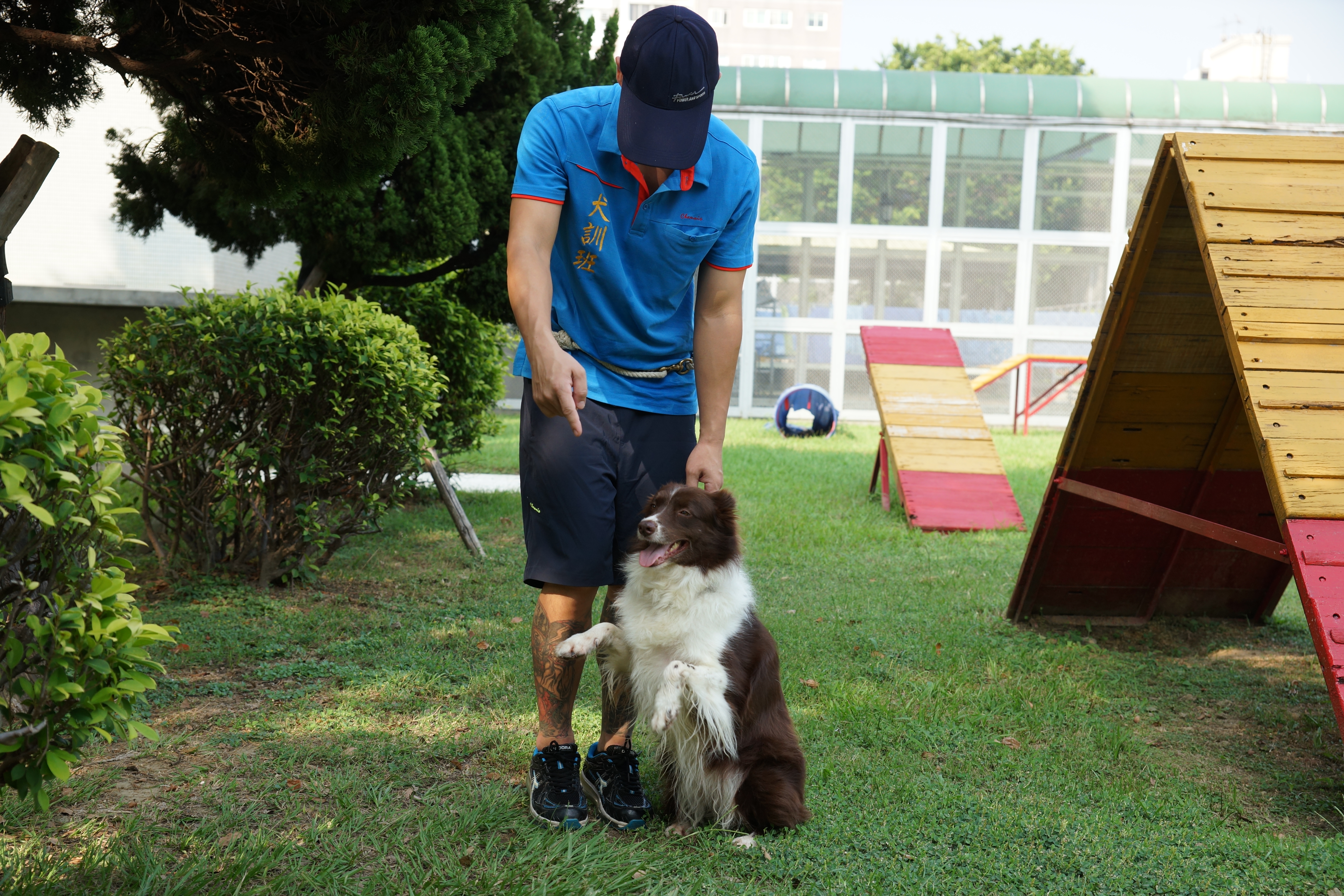 監獄犬訓練-布朗聽指令坐下
