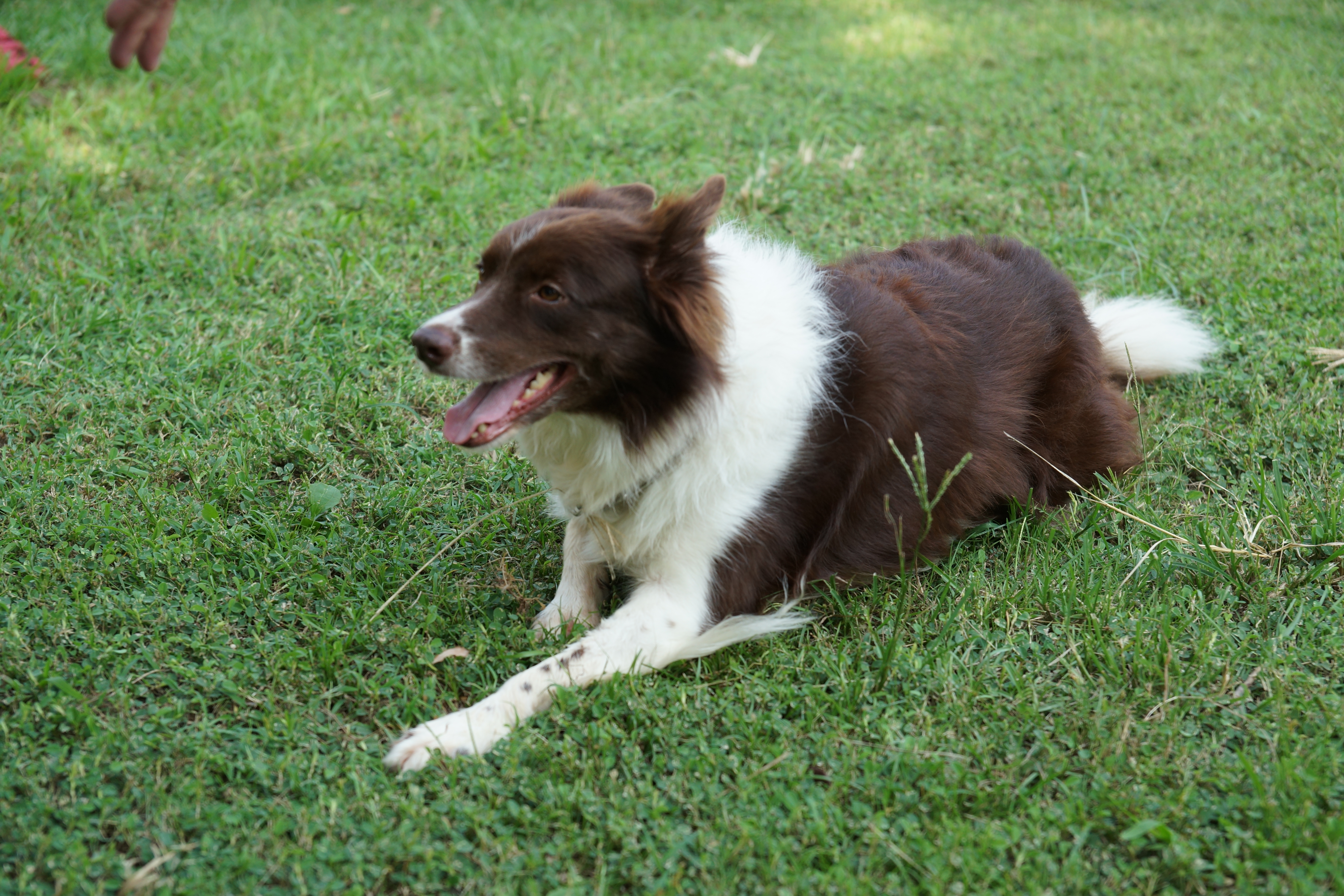 監獄犬訓練-布朗正坐在草地上