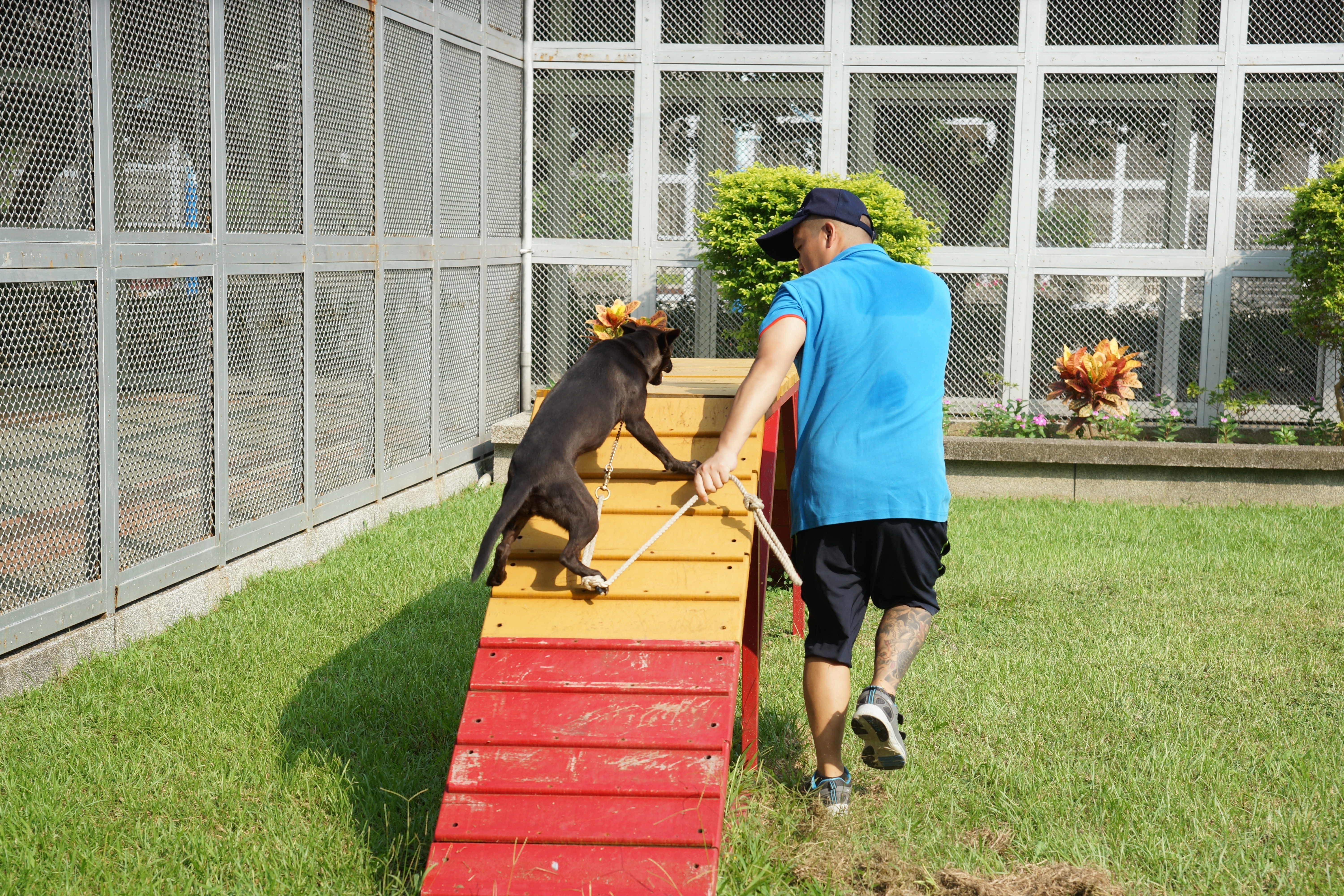 監獄犬訓練-爬斜坡