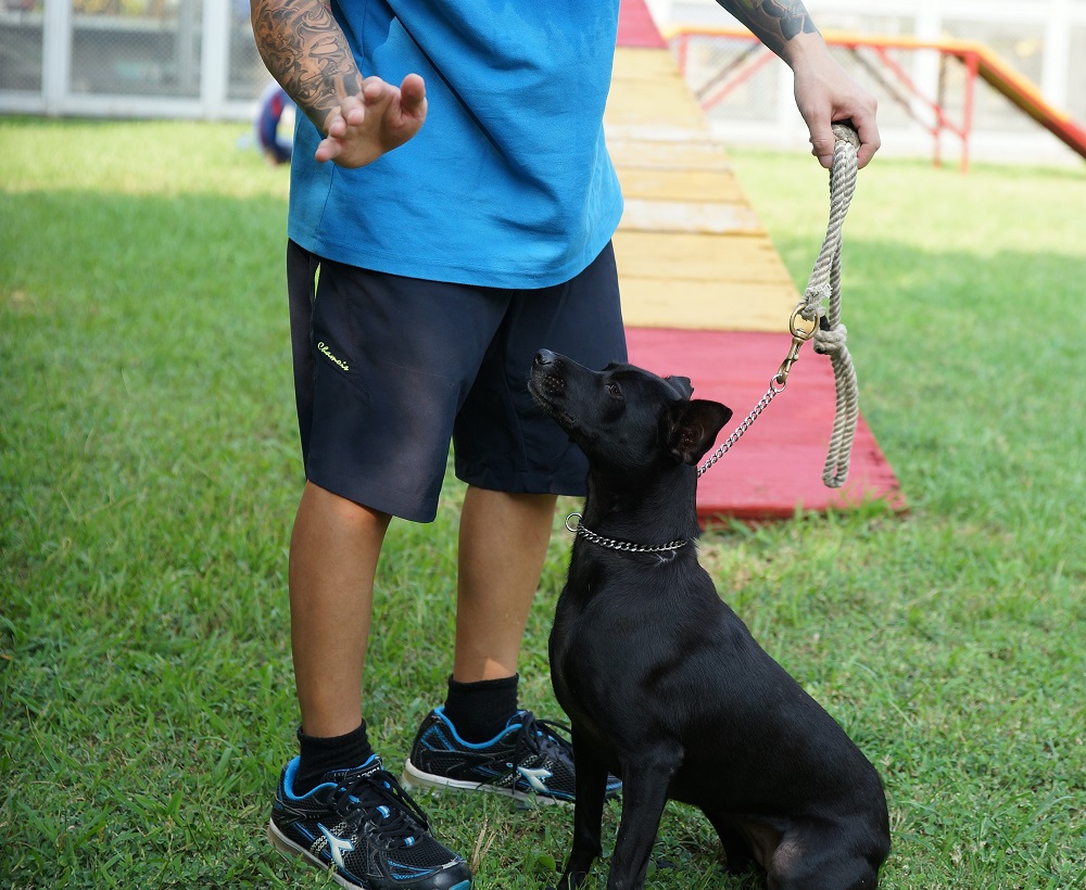 監獄犬訓練-羅賓聽指令坐下